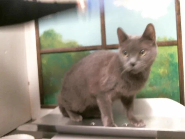 A senior medium-sized female Domestic Short Hair cat named Shady for adoption in Houston, TX