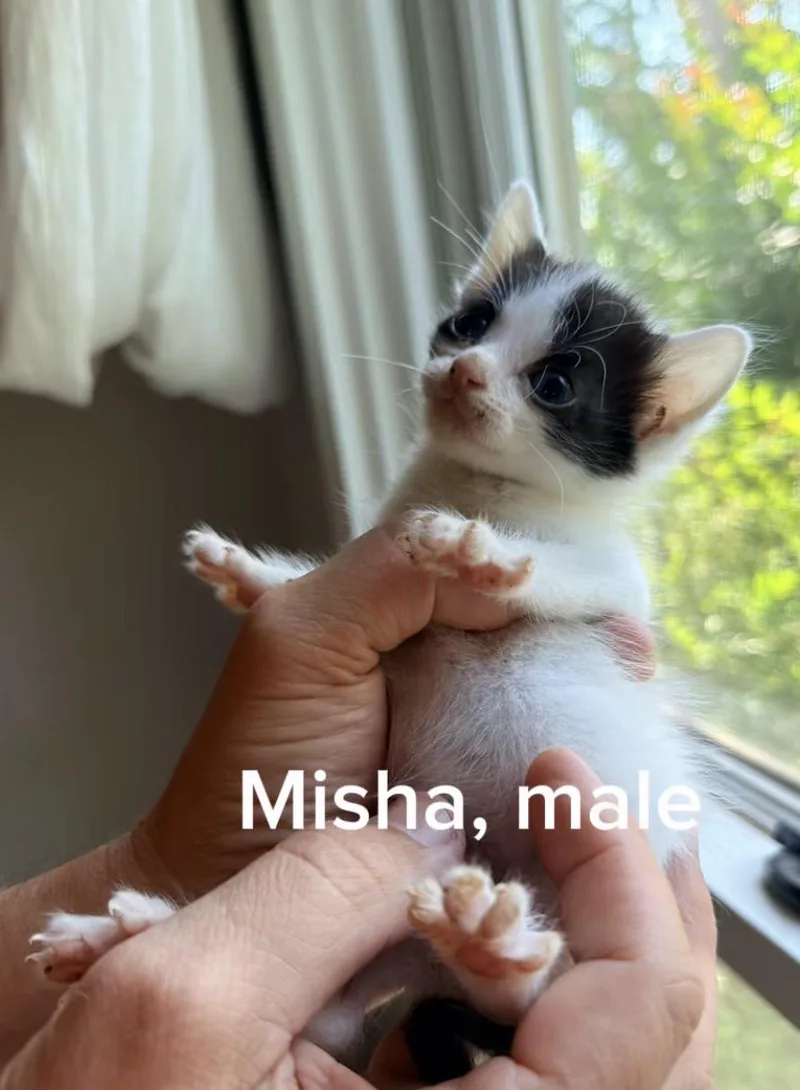 A baby small-sized male White Domestic Short Hair cat named Misha for adoption in Shrewsbury, MA