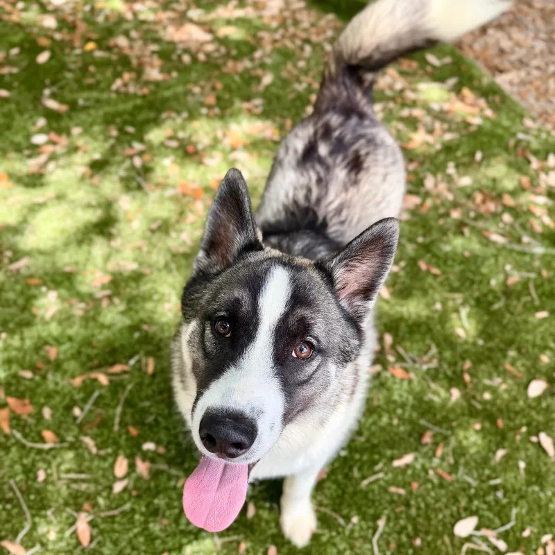 An adult medium-sized male Brown / Chocolate Mixed Breed dog named Soup for adoption in Milton, FL