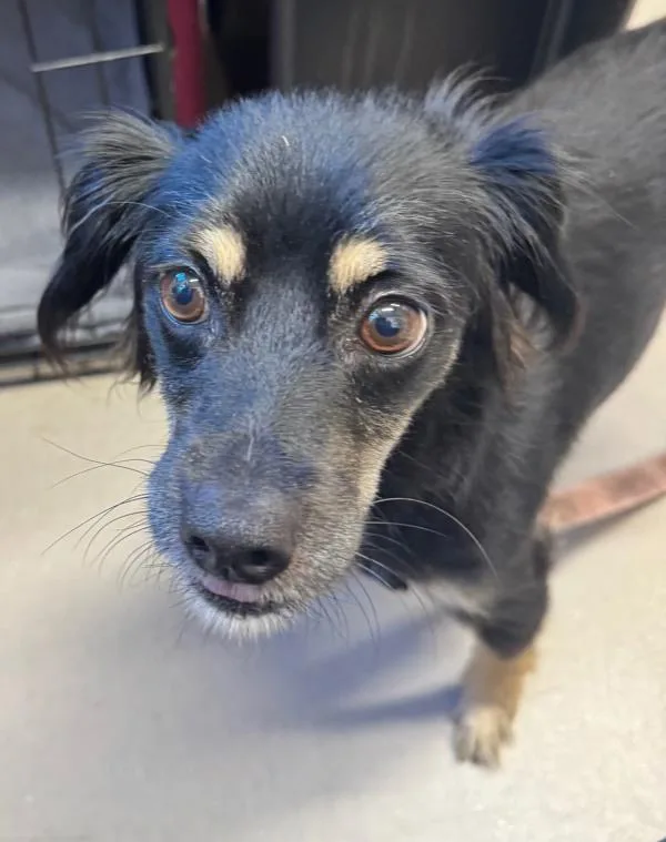 An adult small-sized female Spaniel dog named Macaroni Salad for adoption in El Cajon, CA