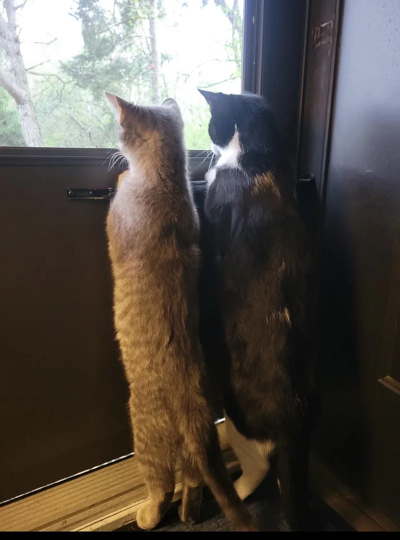 A young medium-sized male Domestic Short Hair cat named Seamus for adoption in Troy, MI