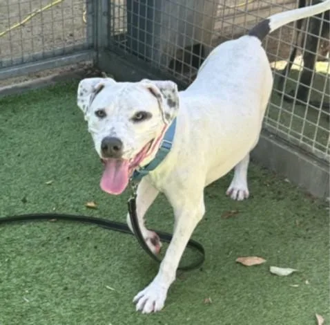 A young small-sized female Pit Bull Terrier dog named Vanica for adoption in Van Nuys, CA
