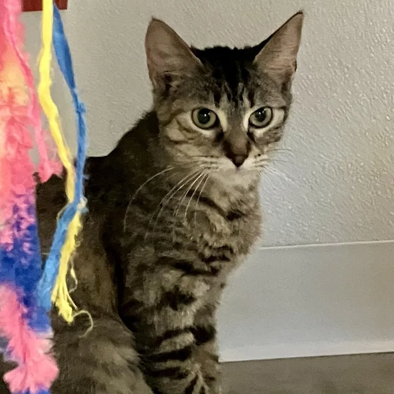 A young medium-sized female Gray / Blue / Silver Domestic Short Hair cat named Dorothy for adoption in Rock Falls, IL