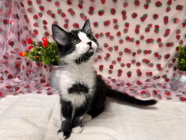 A baby medium-sized male Domestic Short Hair cat named Smokey for adoption in Fairfield, CA