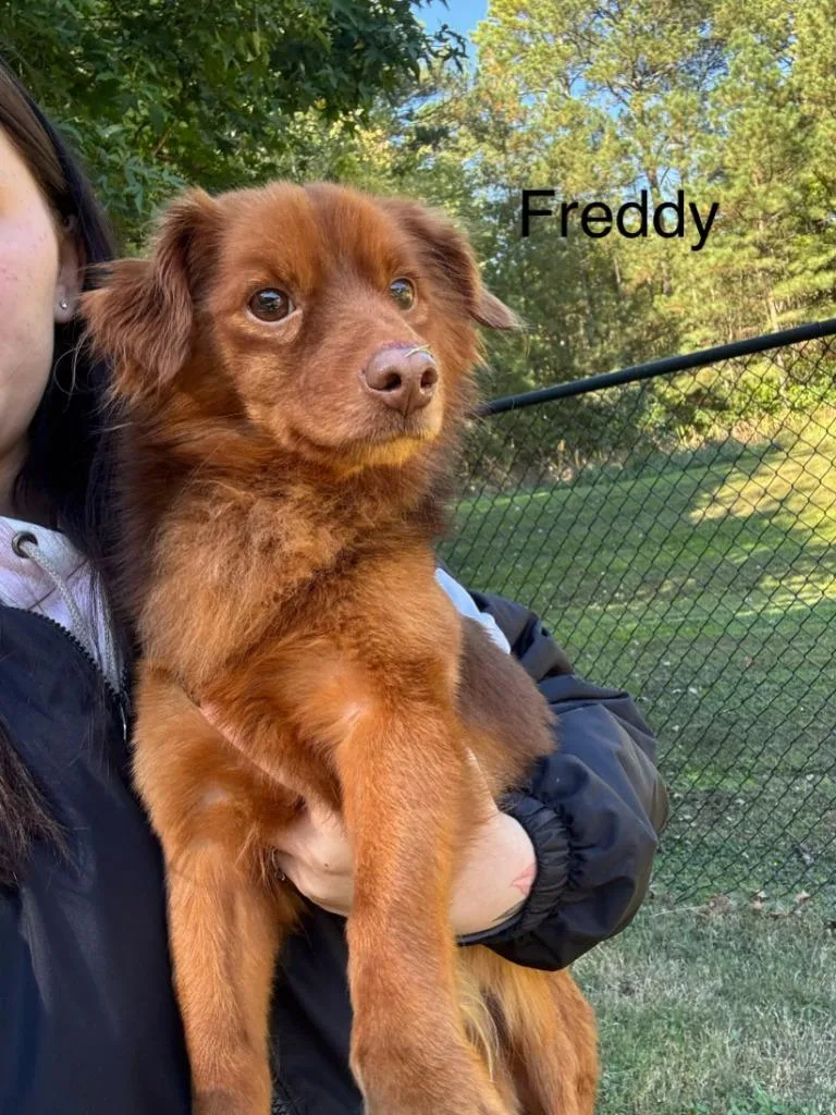 An adult small-sized male Dachshund dog named Freddy for adoption in Cambridge, MD