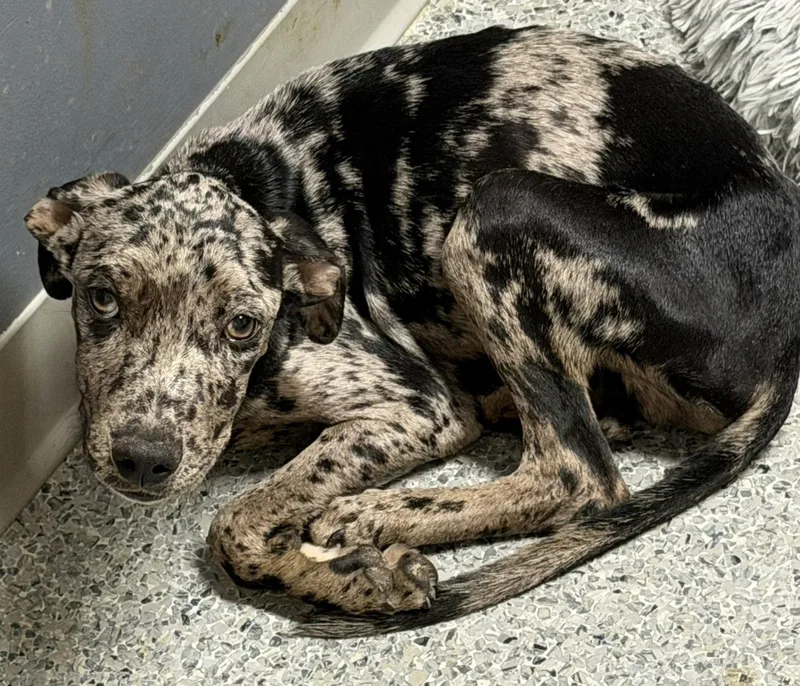 A young medium-sized male Mixed Breed dog named Franklin for adoption in Jackson, MS
