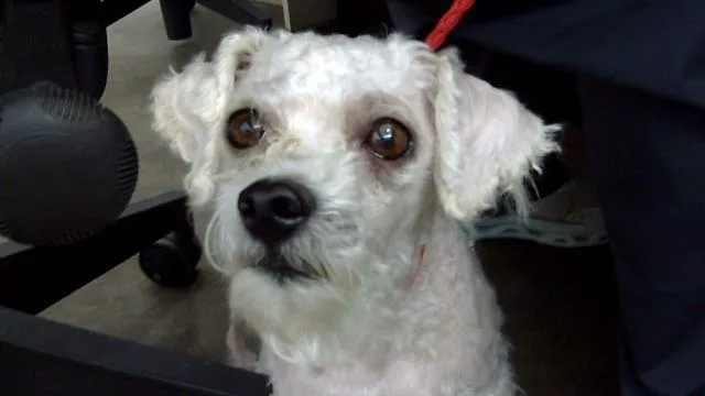 An adult small-sized male Mixed Breed dog named Mason for adoption in Dallas, TX