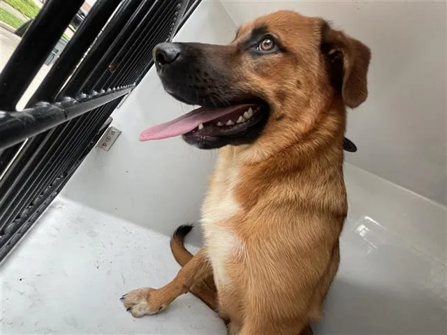 A young medium-sized female Belgian Shepherd / Malinois dog named A for adoption in Houston, TX