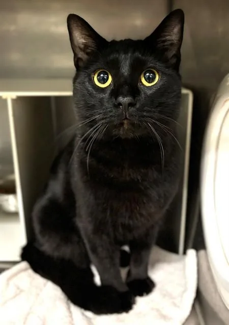 A young small-sized male Domestic Short Hair cat named Hamby for adoption in York, SC