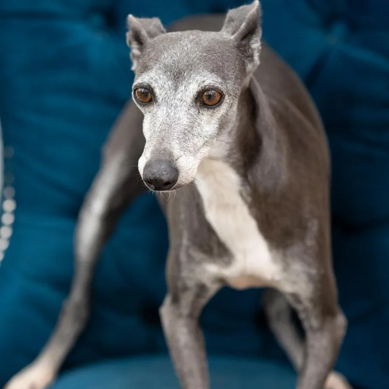An adult small-sized female Italian Greyhound dog named Heather for adoption in Zionsville, IN