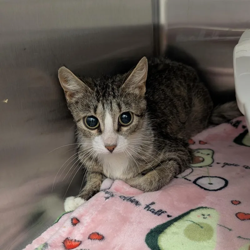 A young medium-sized female Gray / Blue / Silver Domestic Short Hair cat named Spicy for adoption in Emporia, KS