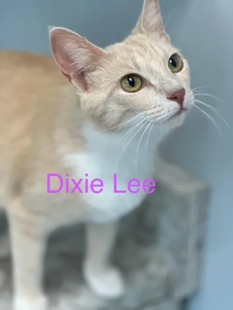 An adult large-sized female Domestic Short Hair cat named Dixie Lee for adoption in New Bern, NC