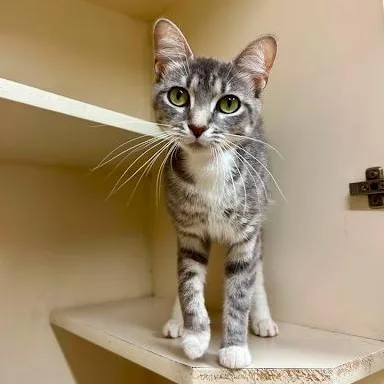 A young small-sized female American Shorthair cat named Tilapia for adoption in Danbury, CT