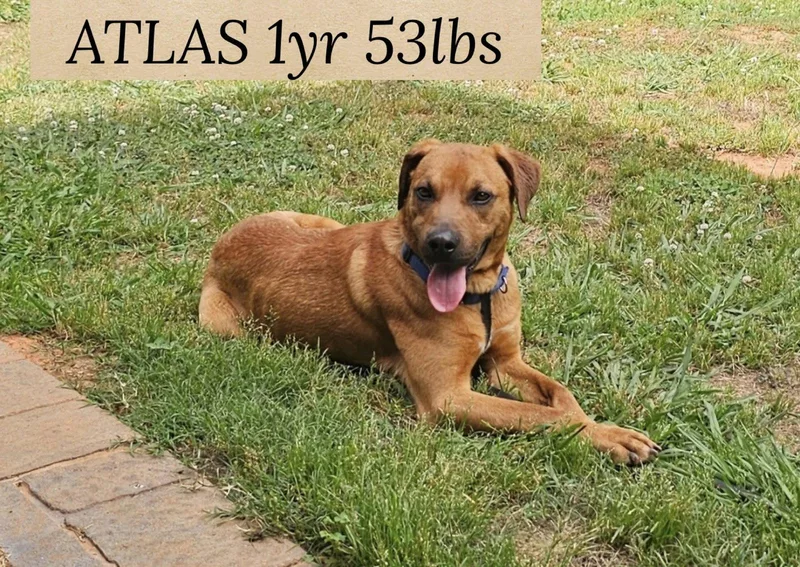 An adult large-sized male Retriever dog named Atlas for adoption in Holbrook, NY