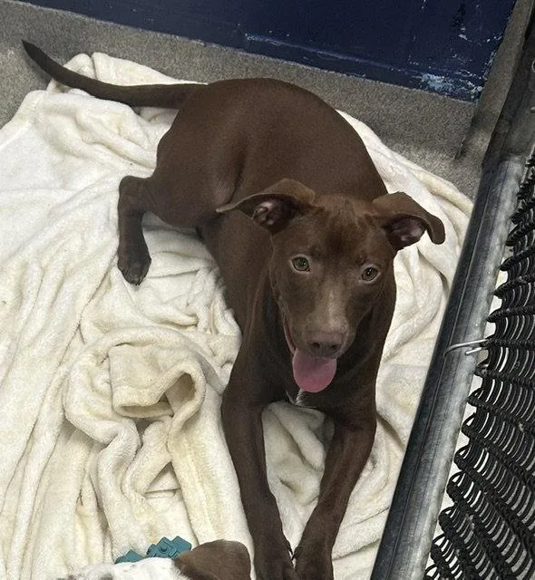 A young medium-sized female Labrador Retriever dog named Cypress  months female for adoption in Sterling, MA
