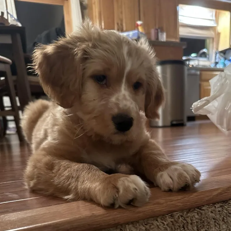 Walter Paul thumbnail 2