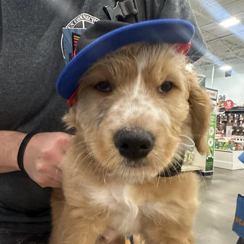 Walter Paul thumbnail 3