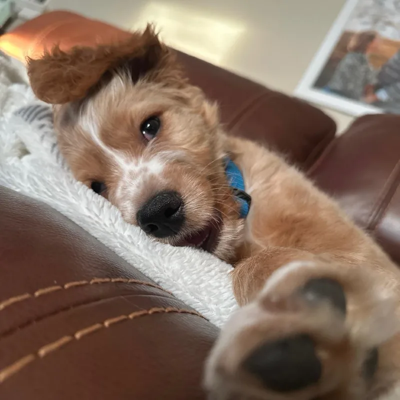 Walter Paul thumbnail 5