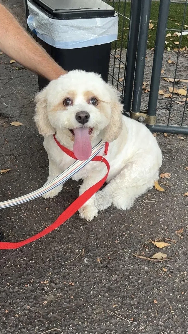 An adult small-sized female Bichon Frise dog named Ladybug for adoption in Margate, FL