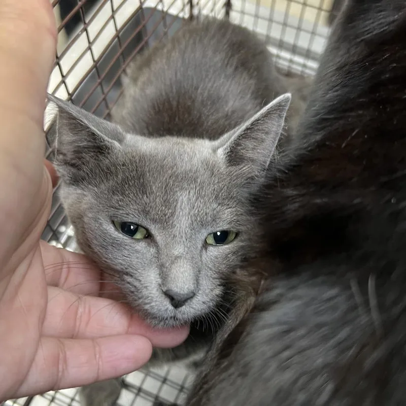 A young small-sized female Gray / Blue / Silver Domestic Short Hair cat named Donna Rae Clawton for adoption in Galveston, TX