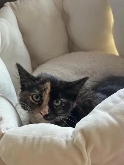 A baby small-sized female Domestic Short Hair cat named Trinity for adoption in Farmers Branch, TX