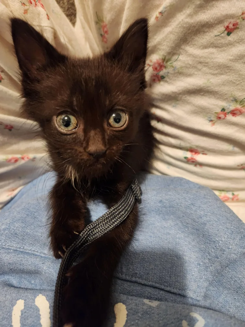 A baby small-sized male Brown / Chocolate Domestic Short Hair cat named Butterfly for adoption in Fruit Heights, UT
