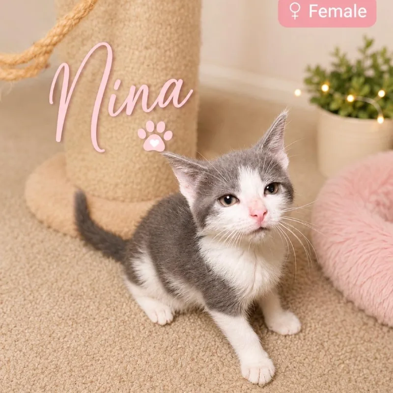 A baby small-sized female Gray / Blue / Silver Domestic Short Hair cat named Nina for adoption in Newark, NJ