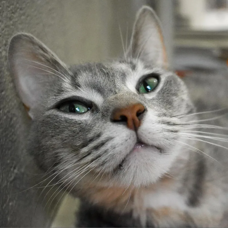 An adult large-sized female Gray / Blue / Silver Domestic Short Hair cat named Buttercup for adoption in Evansville, IN