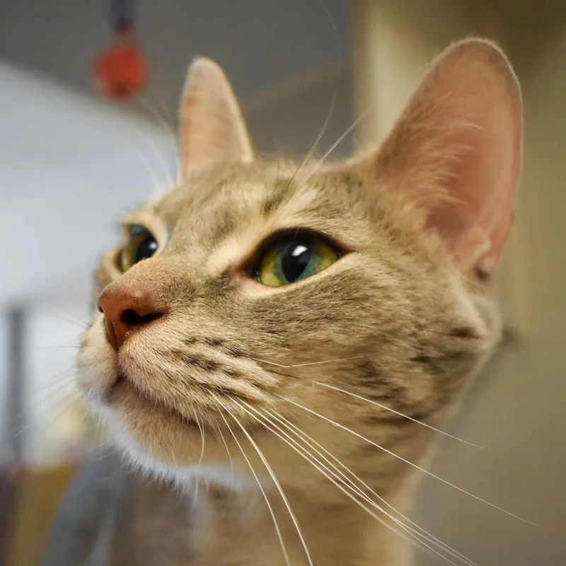 Buttercup thumbnail 2