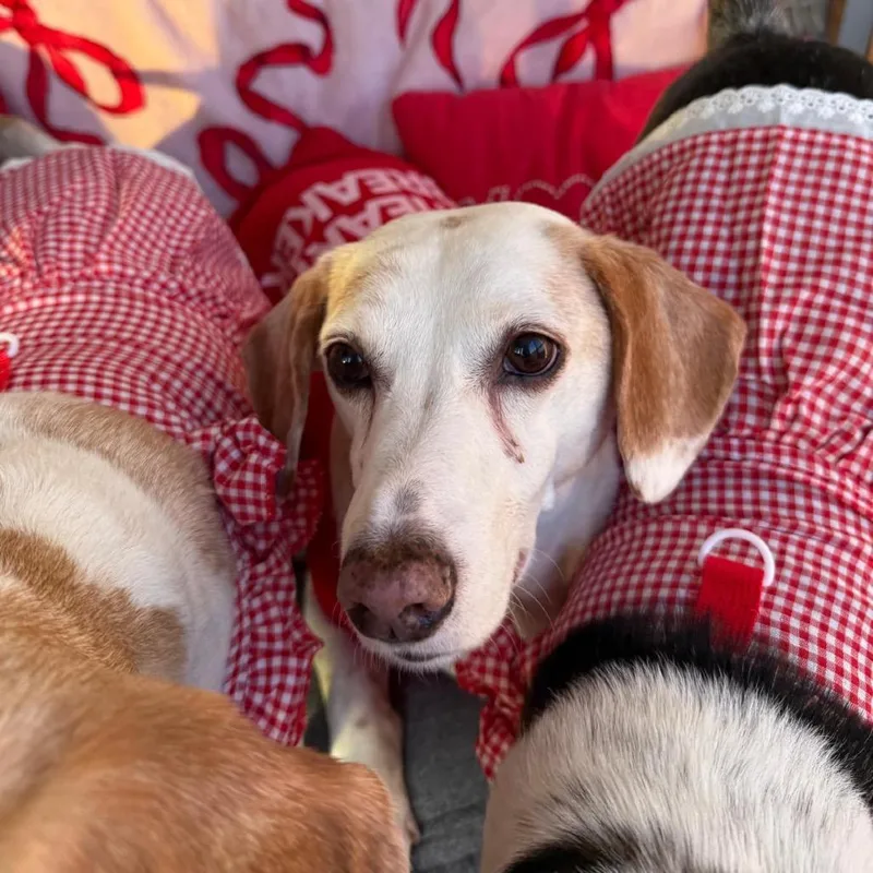 Snoopy Iii thumbnail 3