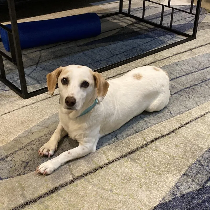 Snoopy Iii thumbnail 4