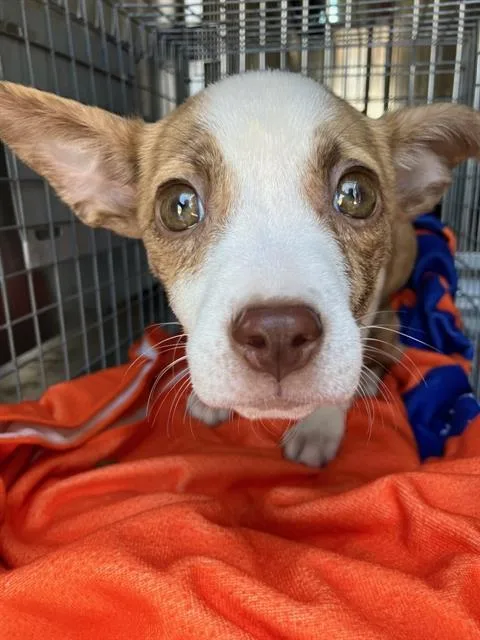 A baby large-sized female Mixed Breed dog named Birdie for adoption in Dallas, TX
