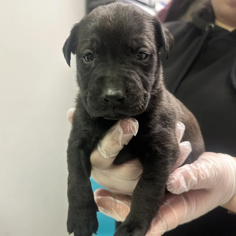 A baby small-sized male Black Mixed Breed dog named Dr. Robby for adoption in Charleston, WV