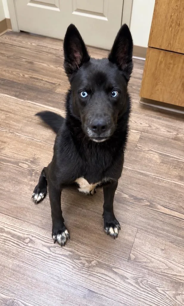 An adult large-sized male Husky dog named Domino for adoption in Princeton, MA
