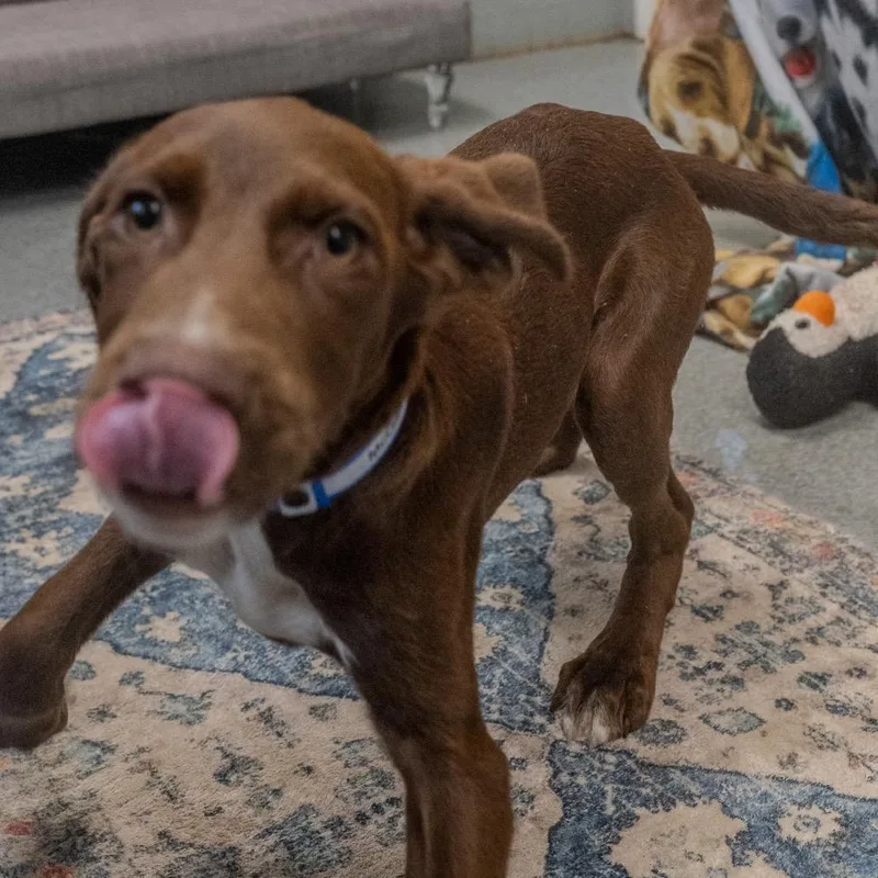 A baby medium-sized male Brown / Chocolate Brittany Spaniel dog named Mcgarret for adoption in Pawling, NY