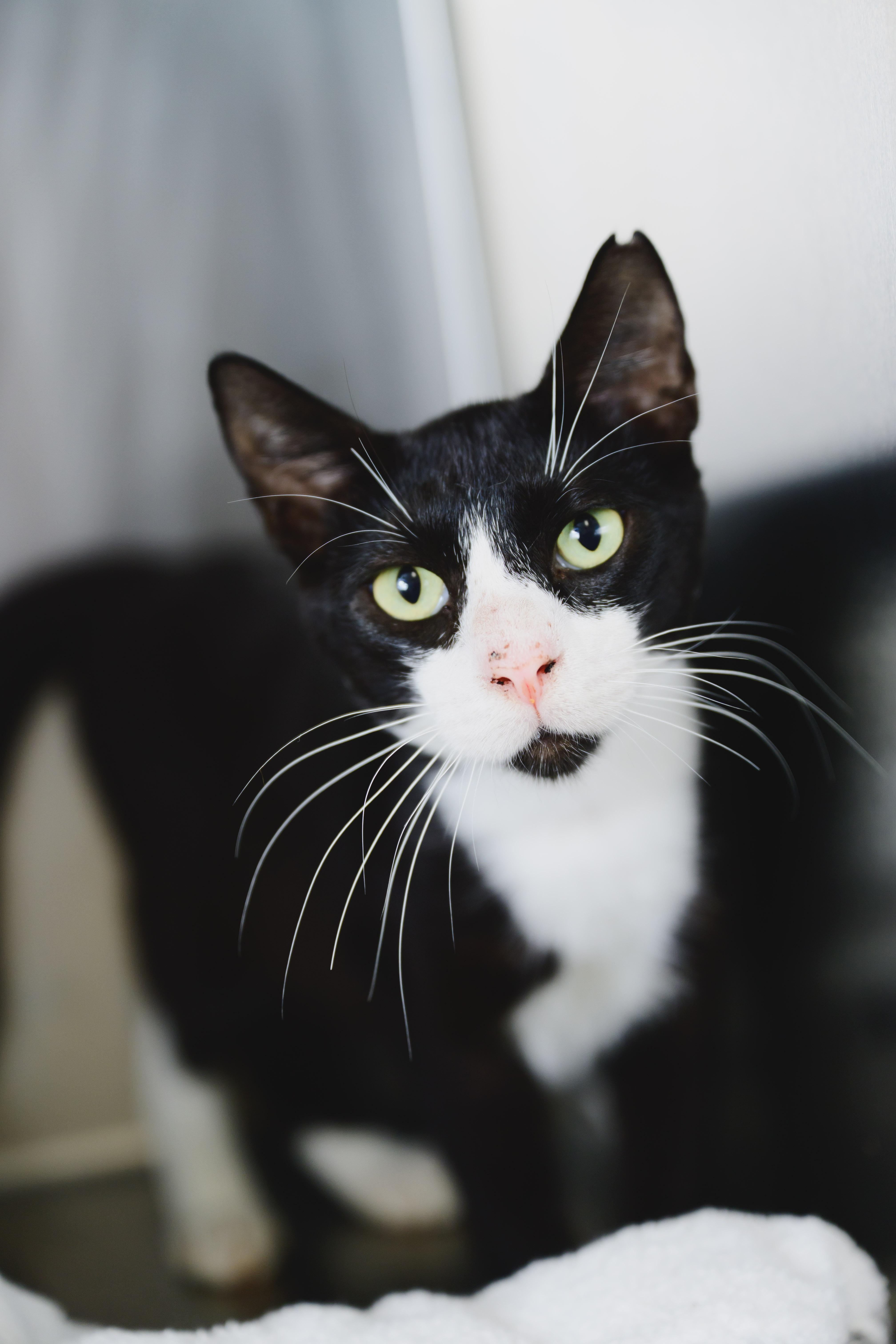 An adult large-sized male Domestic Short Hair cat named Felix for adoption in Honolulu, HI