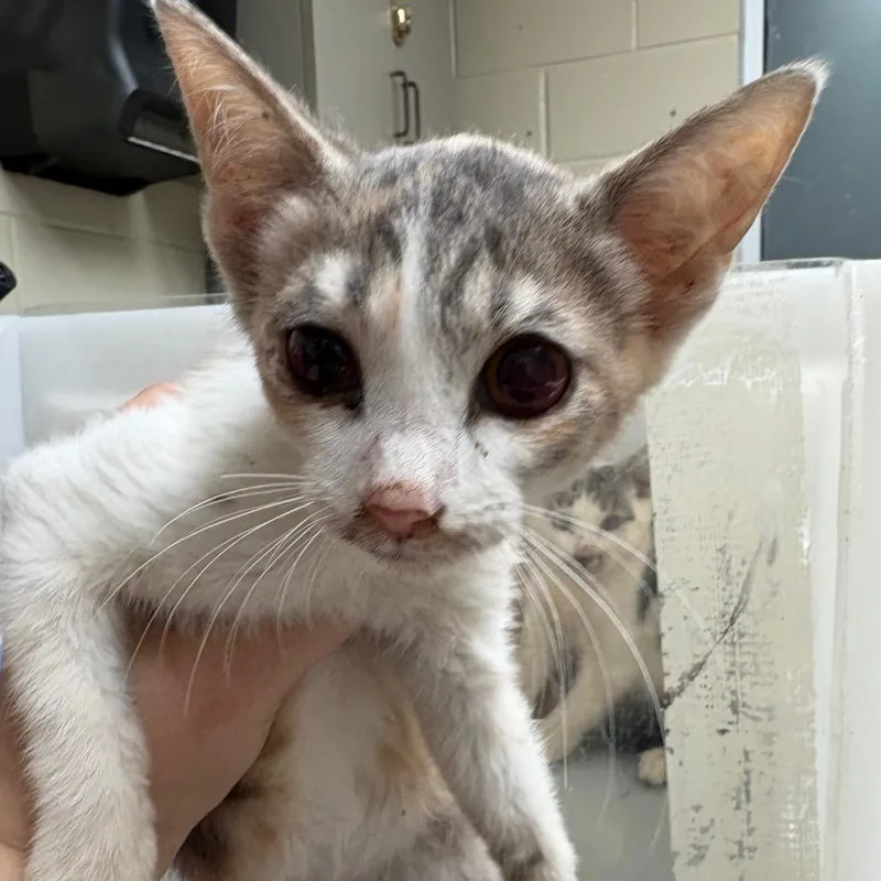 A baby small-sized female Calico Domestic Short Hair cat named Noodle for adoption in Columbus, GA