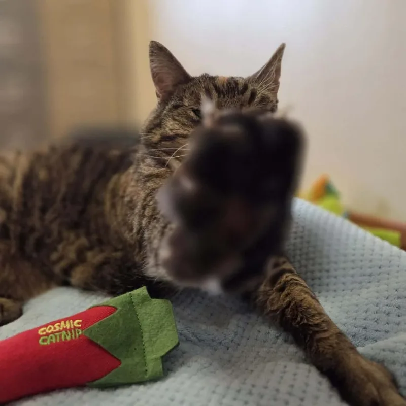 Violet Marie thumbnail 2