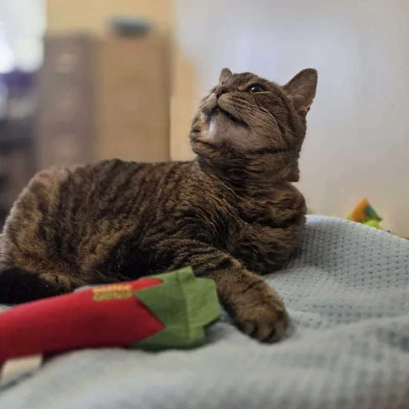 Violet Marie thumbnail 3