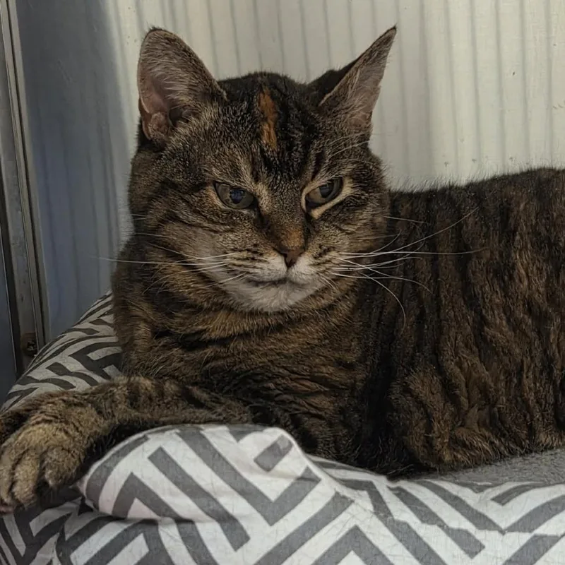 Violet Marie thumbnail 4