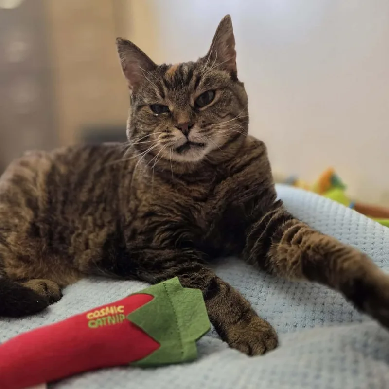 Violet Marie thumbnail 6