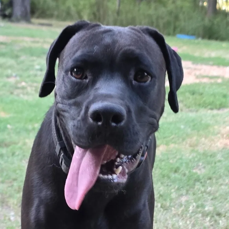 An adult large-sized female Black Cane Corso dog named Aurora Rose for adoption in Andover, MA