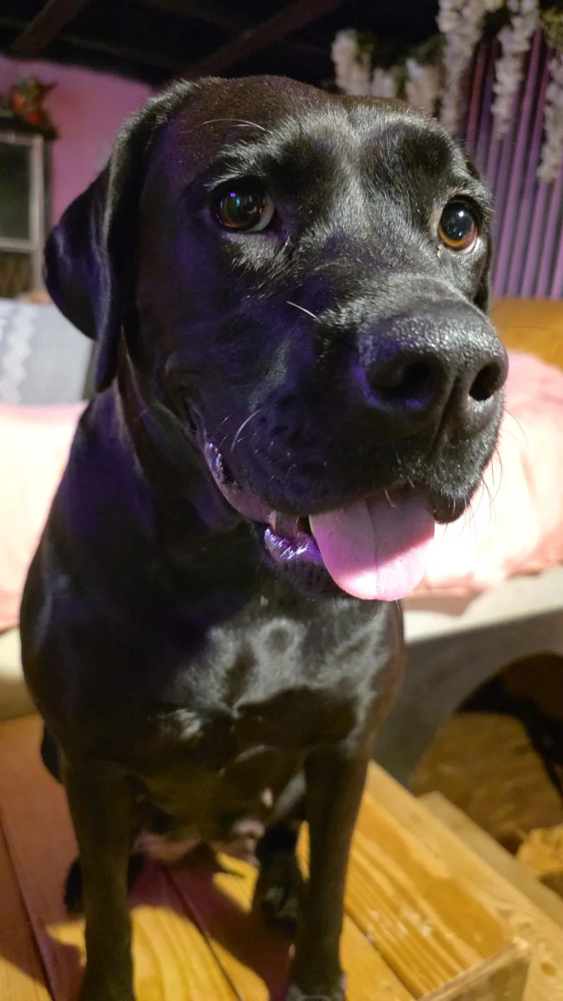 Aurora Rose thumbnail 2