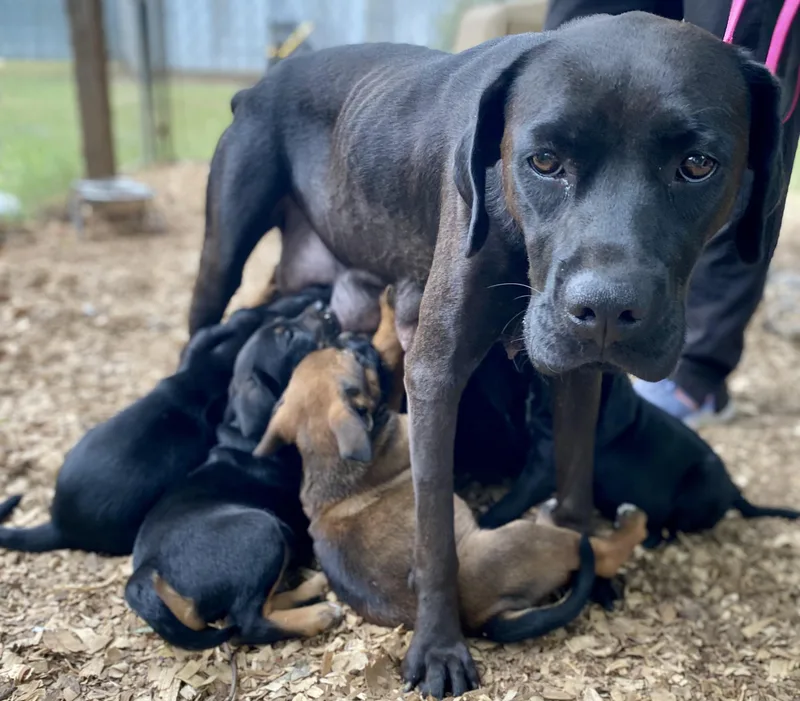 Aurora Rose thumbnail 3