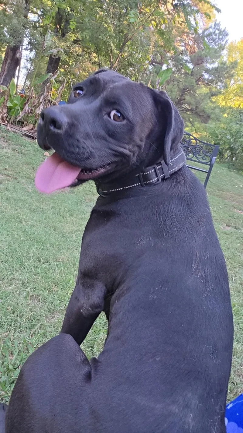 Aurora Rose thumbnail 4