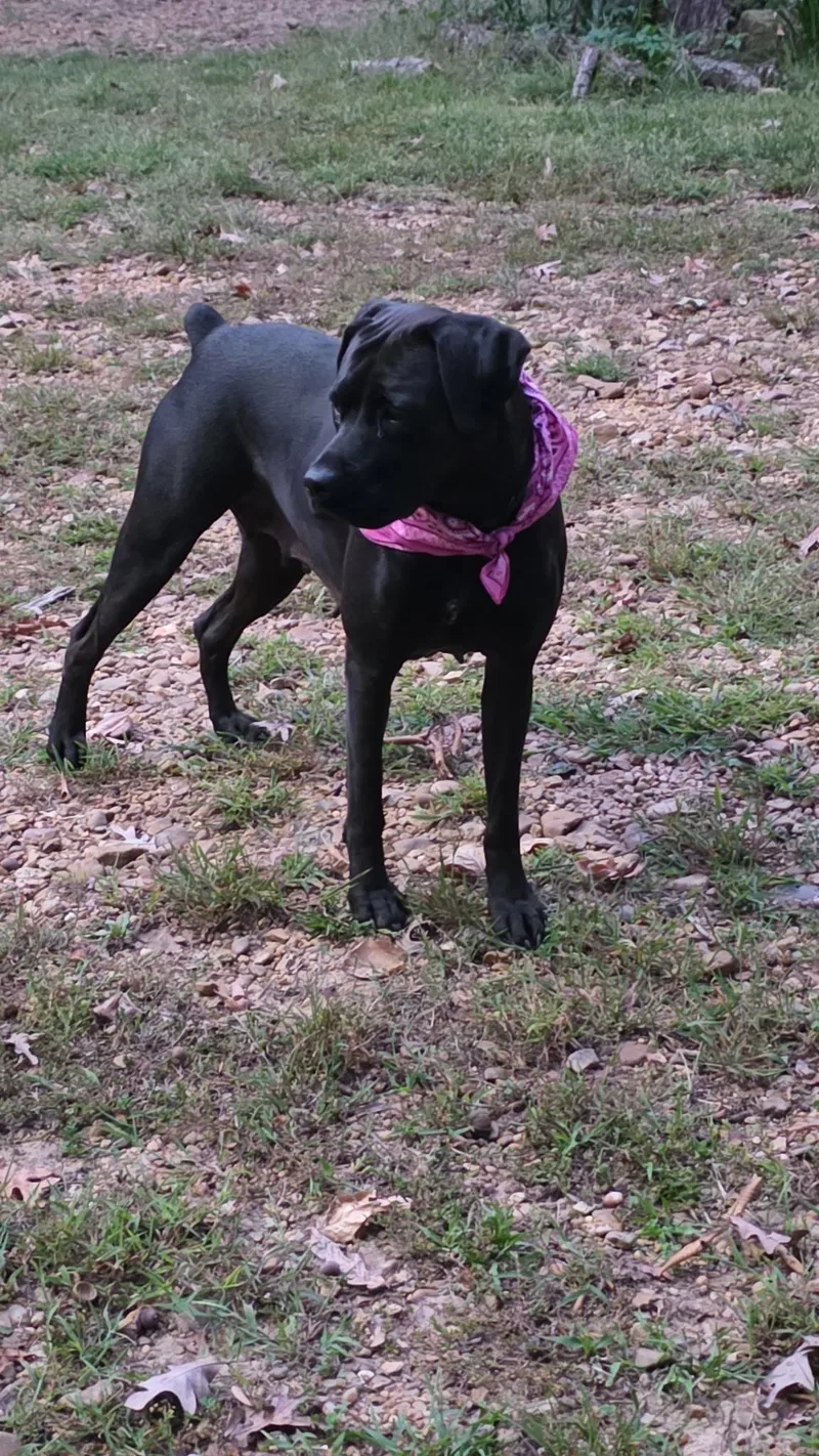 Aurora Rose thumbnail 5