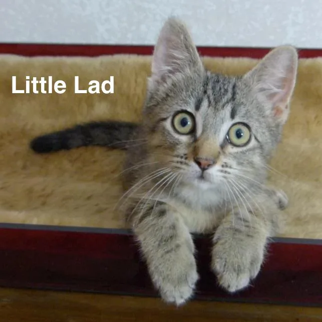 A baby small-sized male Buff / Tan / Fawn Domestic Short Hair cat named Little Lad for adoption in Wichita, KS