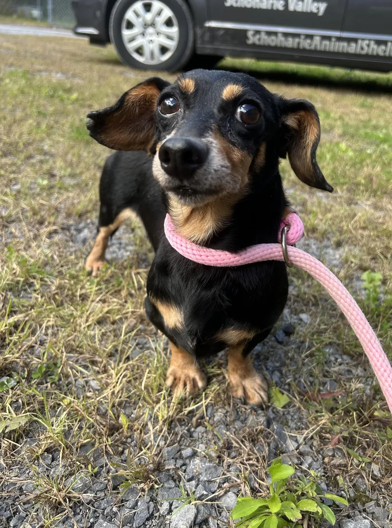 An adult small-sized male Dachshund dog named Bruno for adoption in Howes Cave, NY