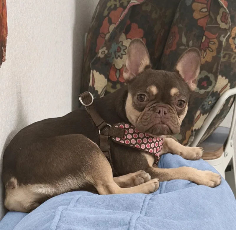 Hazel