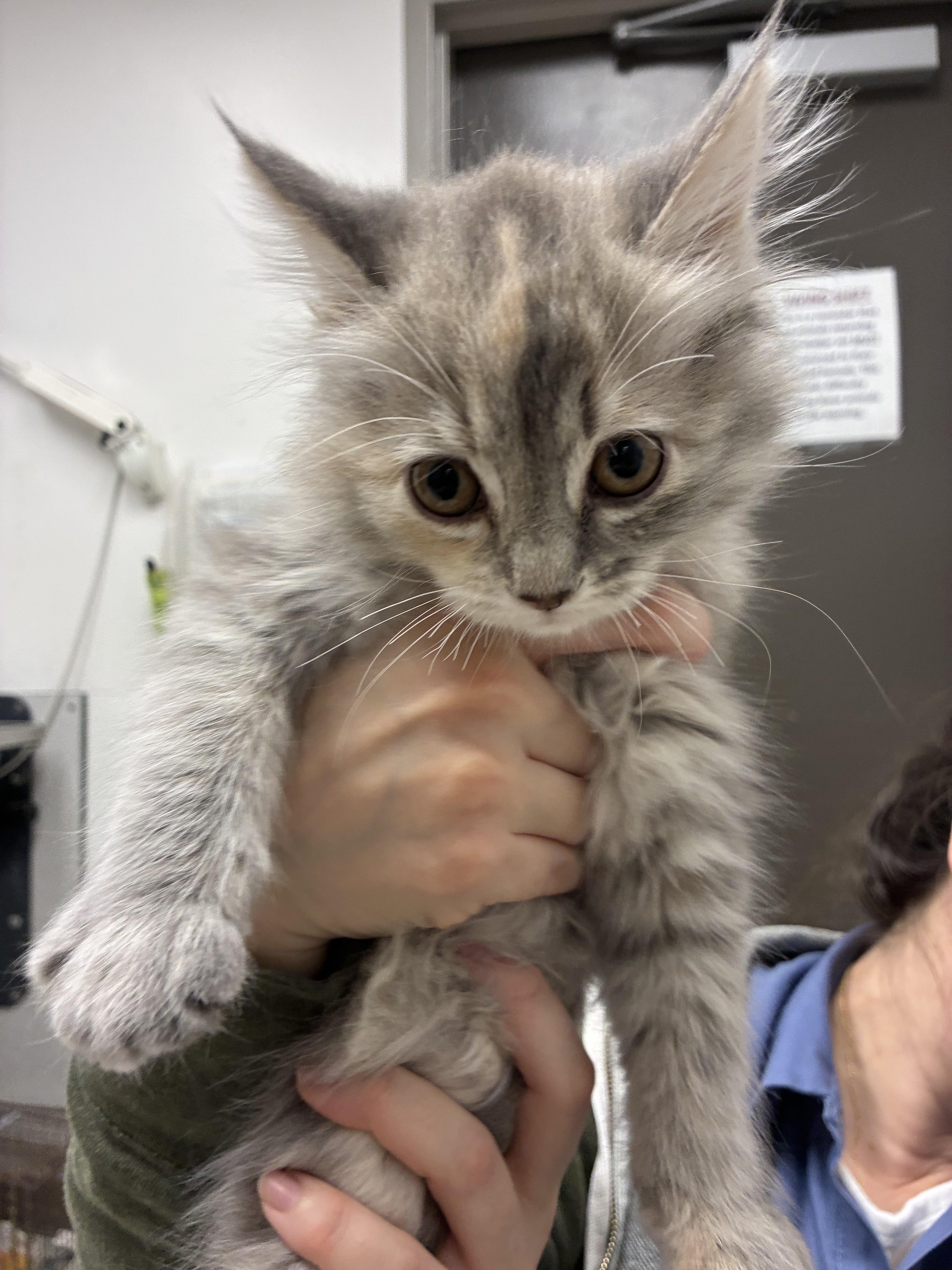 A baby small-sized female Domestic Long Hair cat named Cherry for adoption in Los Angeles, CA